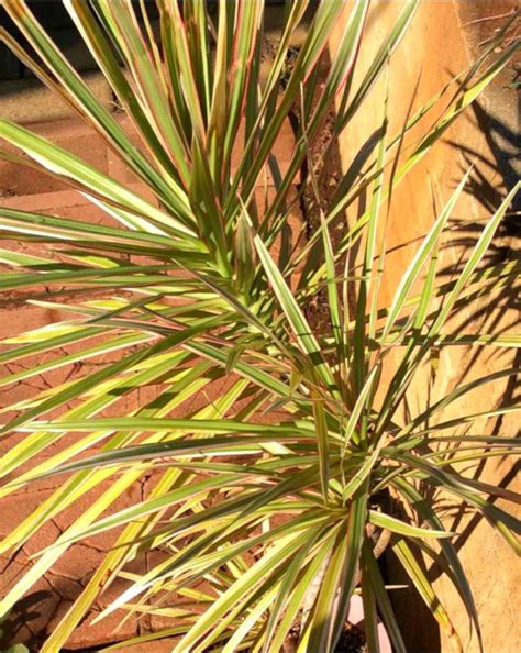 drought tolerant dracaena marginata